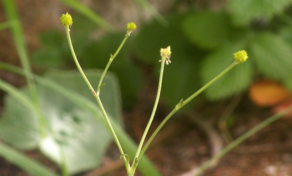 Dal lago di Carezza: Ranunculus....? R. acris