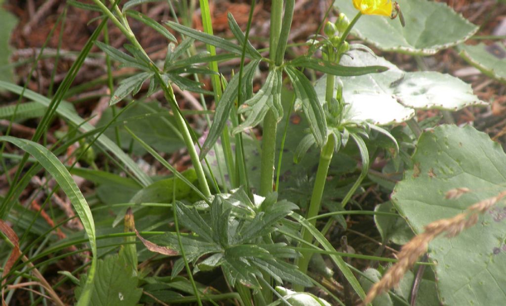 Dal lago di Carezza: Ranunculus....? R. acris