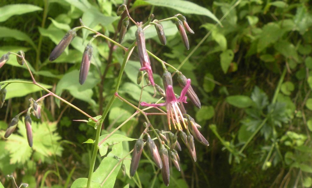 Caryophyllaceae? Silene sp?  No, Prenanthes purpurea (Asteraceae)