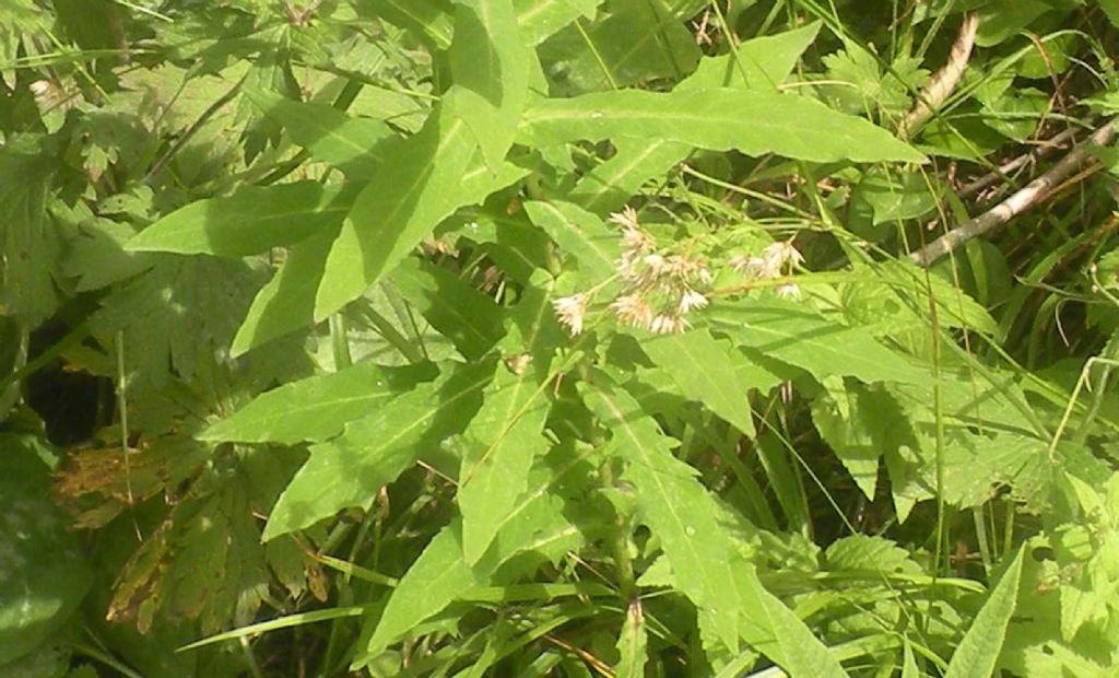 Caryophyllaceae? Silene sp?  No, Prenanthes purpurea (Asteraceae)