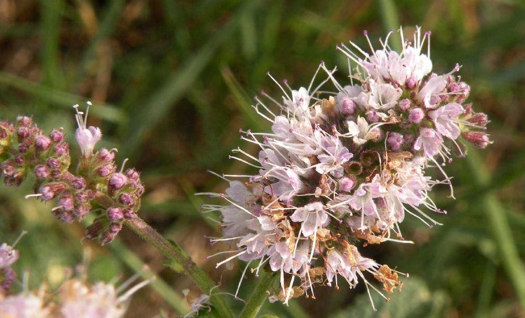 Pu essere Mentha suaveolens? S, ma ibridata con altra specie