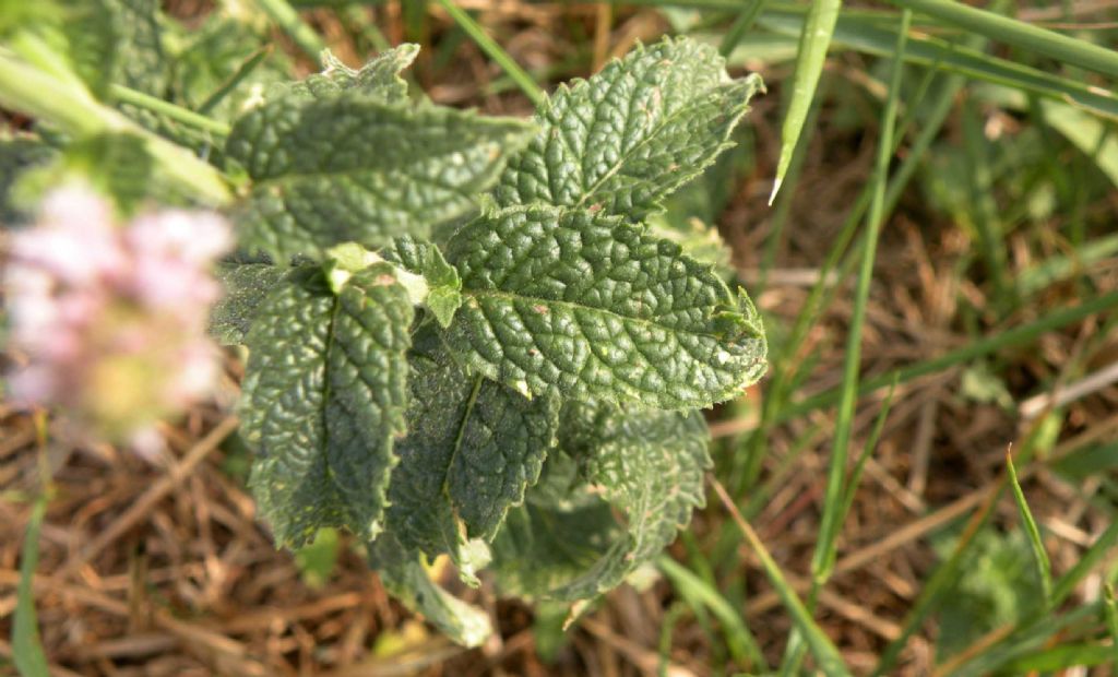 Pu essere Mentha suaveolens? S, ma ibridata con altra specie