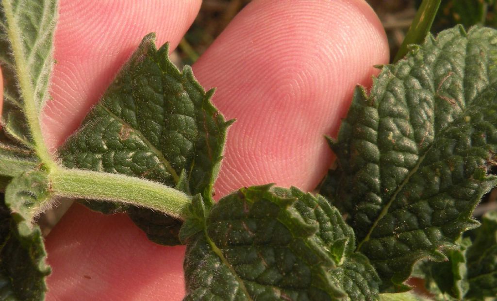 Pu essere Mentha suaveolens? S, ma ibridata con altra specie