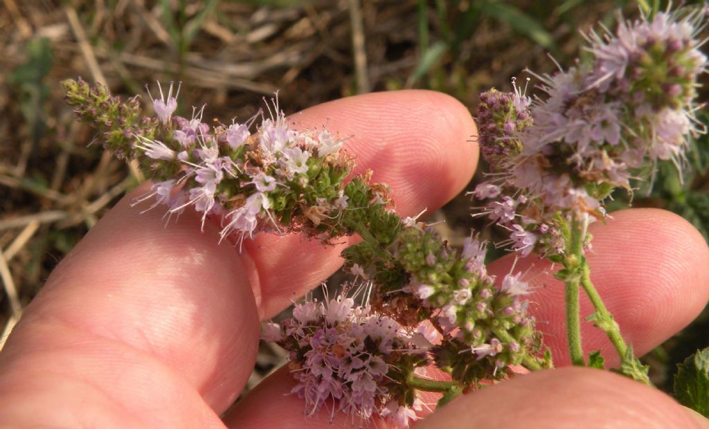 Pu essere Mentha suaveolens? S, ma ibridata con altra specie