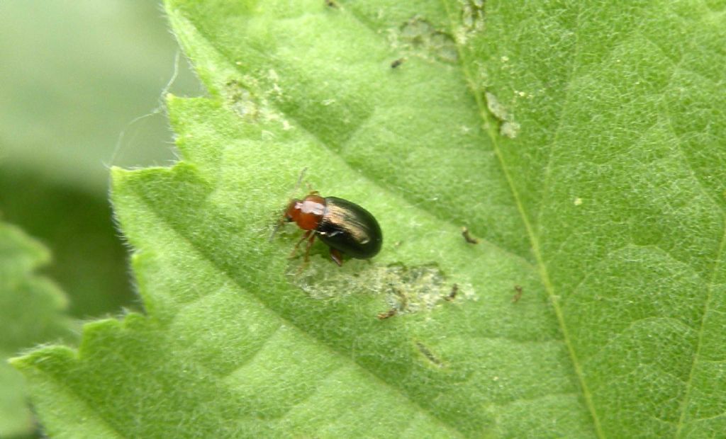 Chrysomelidae: Podagrica sp.? Forse P. malvae.