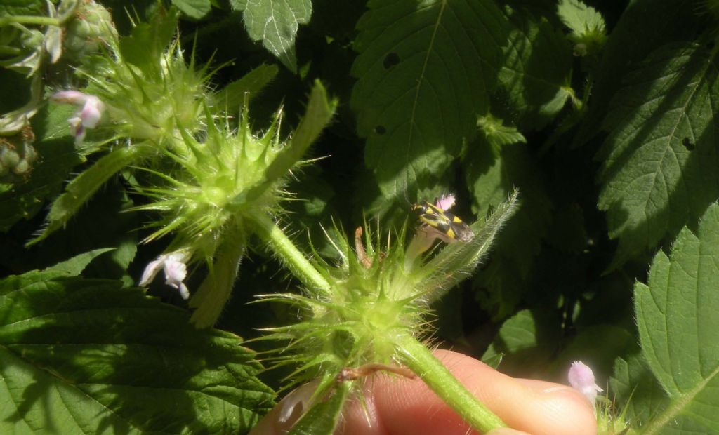 Lamiacea con eterottero:  Galeopsis cfr. segetum