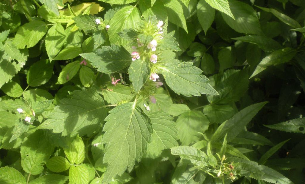 Lamiacea con eterottero:  Galeopsis cfr. segetum