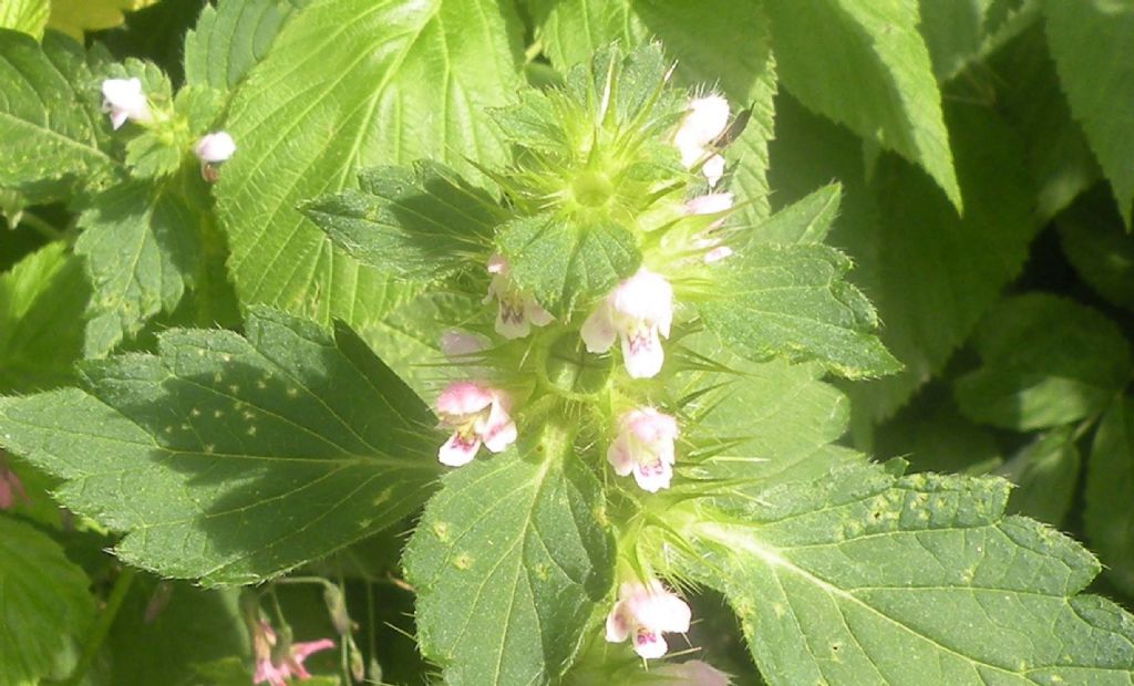 Lamiacea con eterottero:  Galeopsis cfr. segetum