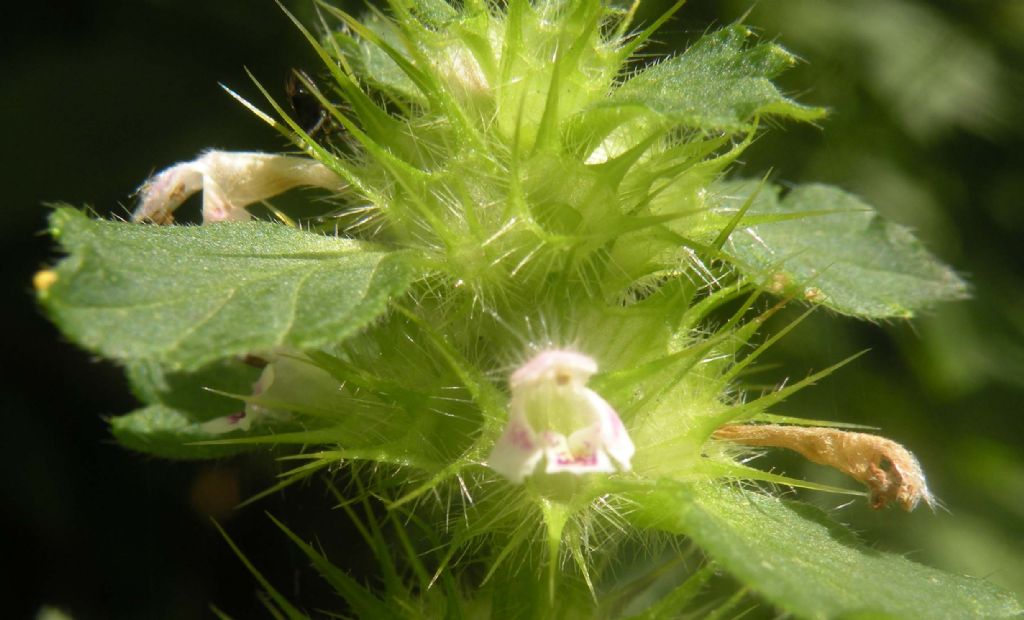 Lamiacea con eterottero:  Galeopsis cfr. segetum