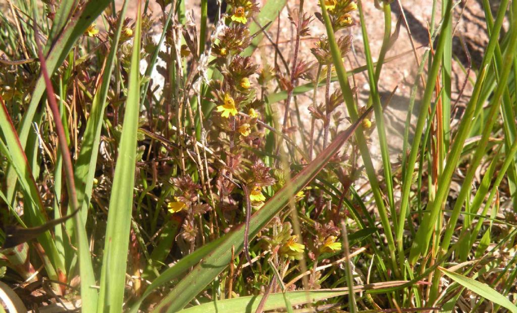 Genere difficile, ma forse Euphrasia minima?  Molto probabile