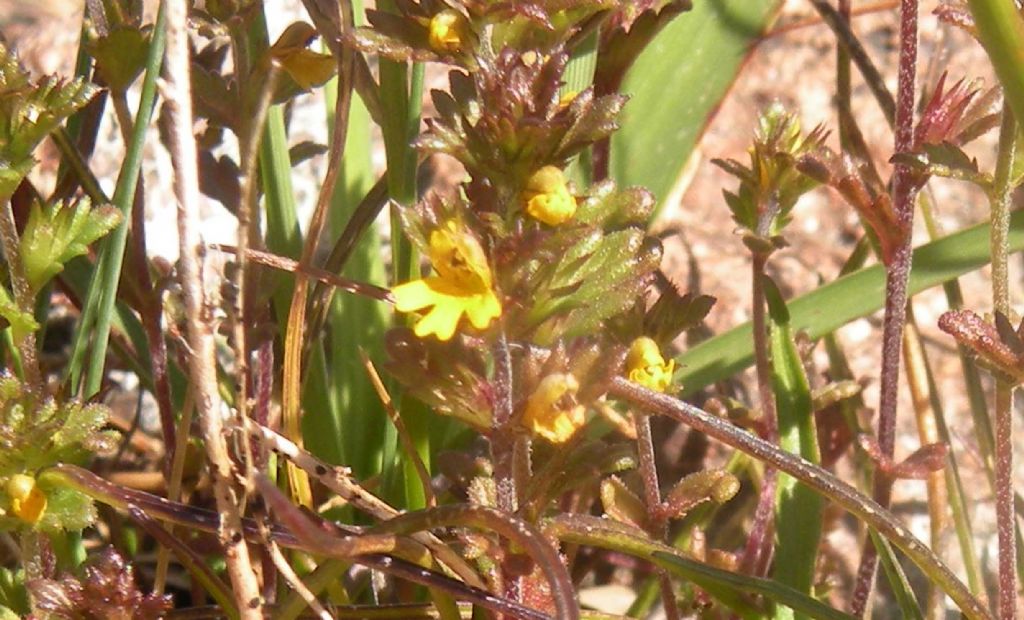 Genere difficile, ma forse Euphrasia minima?  Molto probabile