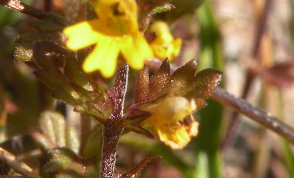 Genere difficile, ma forse Euphrasia minima?  Molto probabile