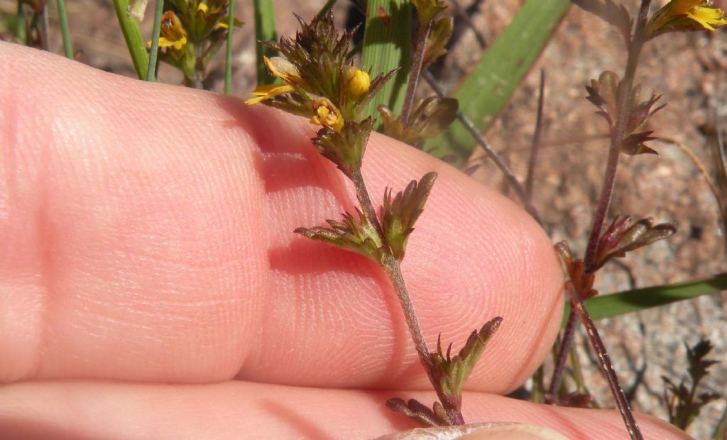 Genere difficile, ma forse Euphrasia minima?  Molto probabile