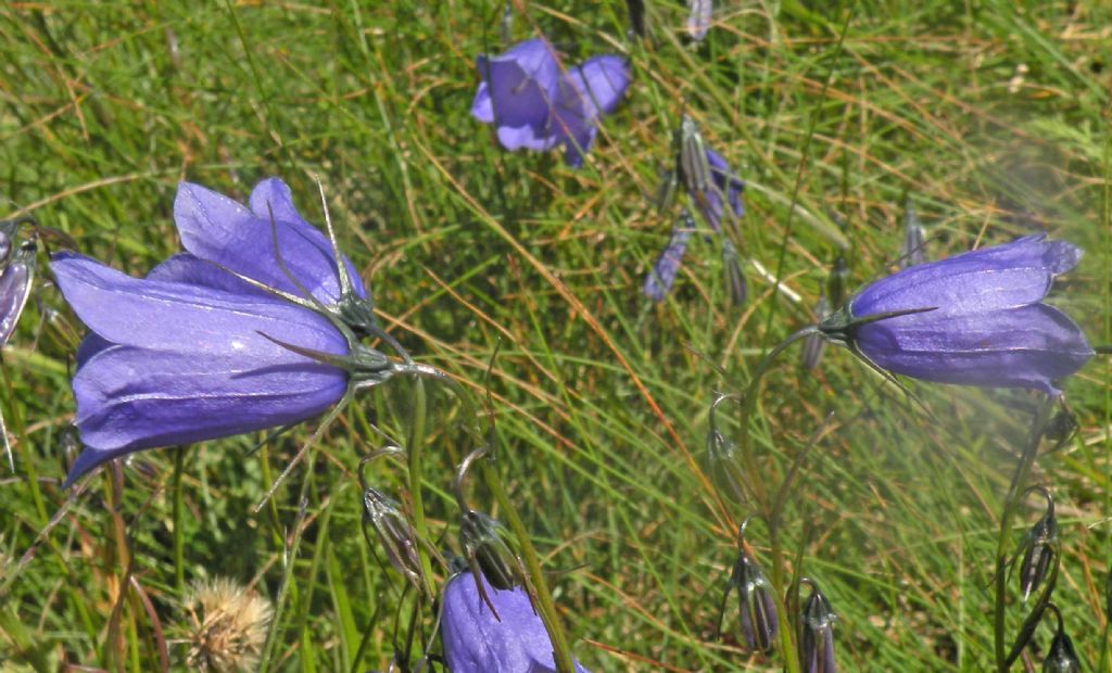Una Campanula, tre scelte...una valida:  Campanula scheuchzeri