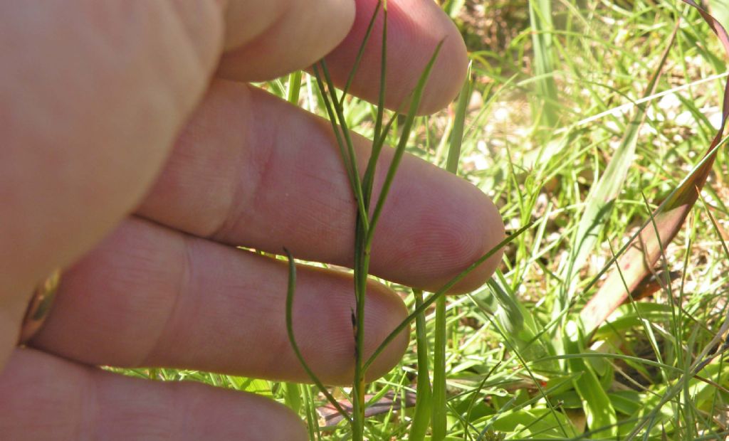 Una Campanula, tre scelte...una valida:  Campanula scheuchzeri