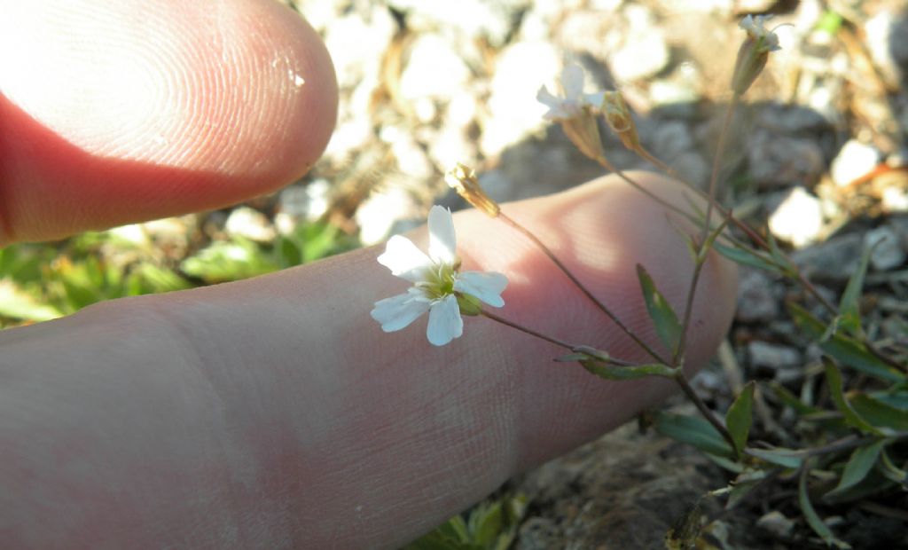 Per me � Atocion rupestre.  S�