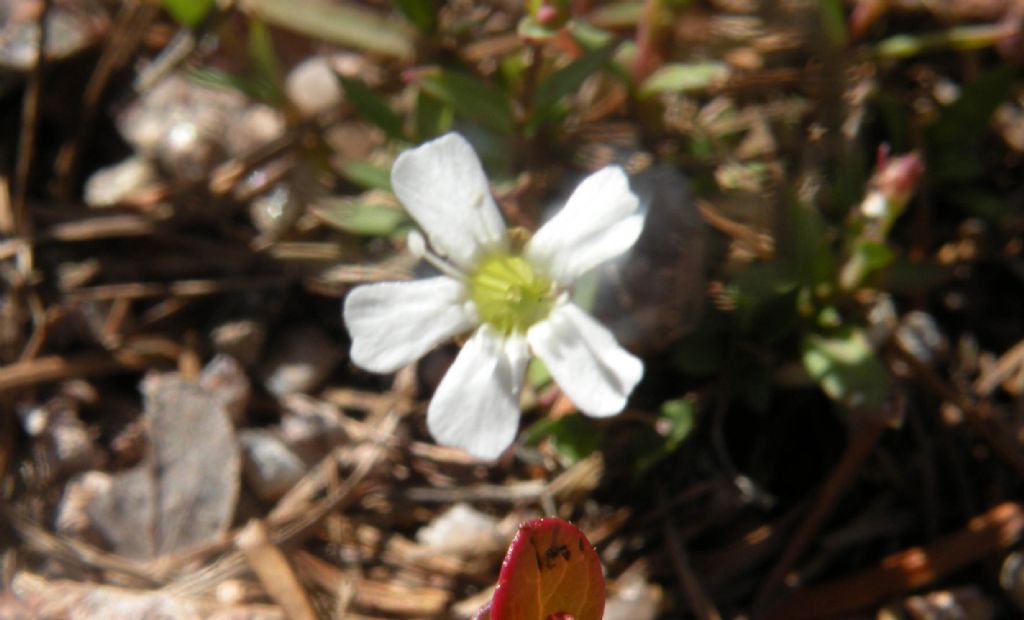 Per me � Atocion rupestre.  S�