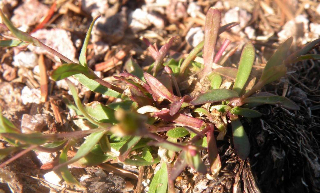 Per me � Atocion rupestre.  S�