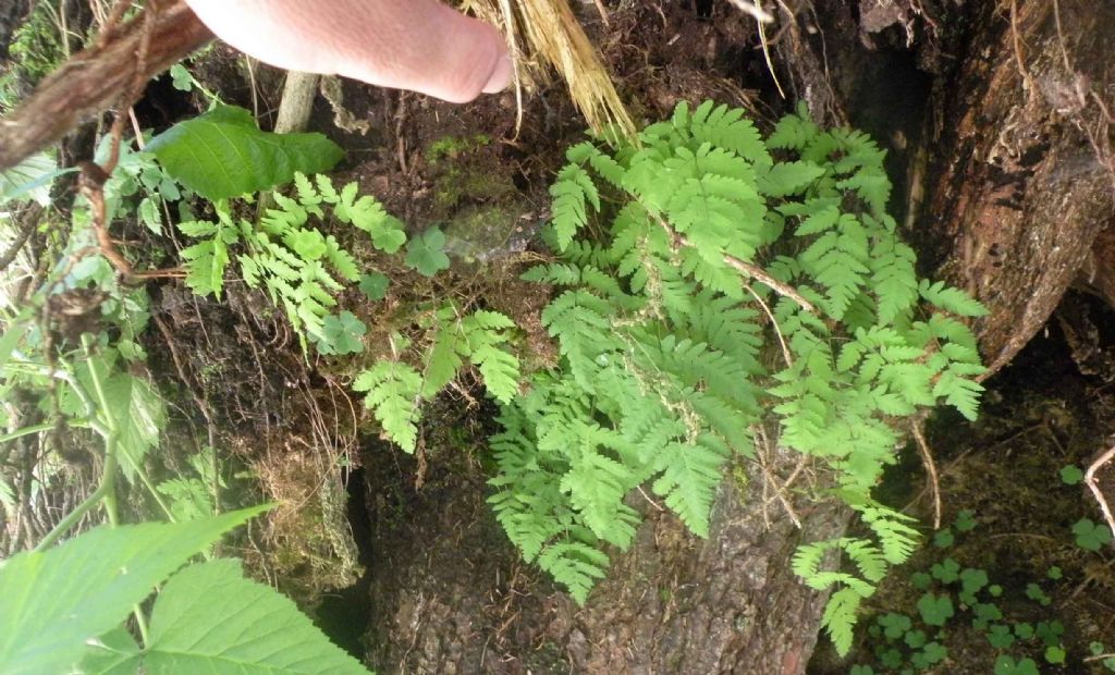 Gymnocarpium dryopteris ?  S