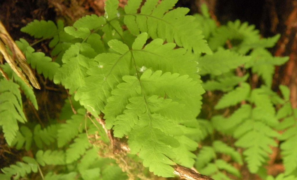 Gymnocarpium dryopteris ?  S