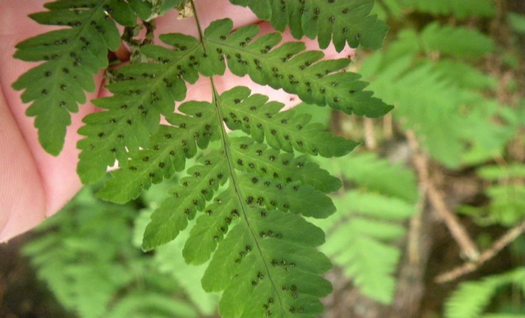 Gymnocarpium dryopteris ?  S