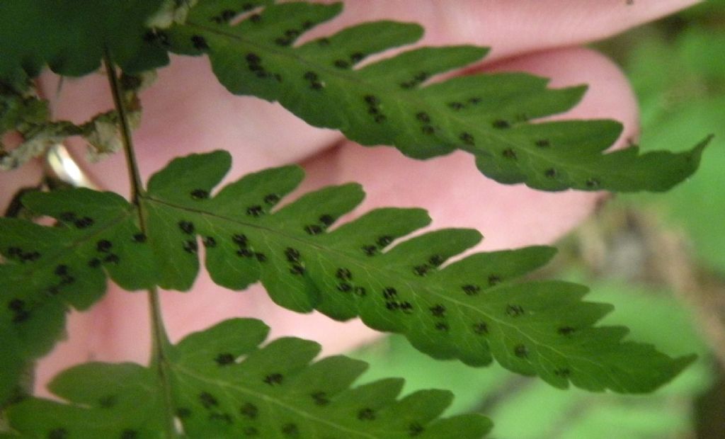 Gymnocarpium dryopteris ?  S