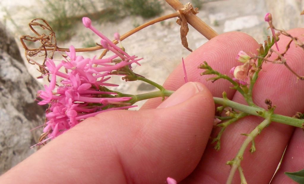 Dai Sassi di Matera: Atocion armeria?  No,  Centranthus ruber (Valerianaceae)