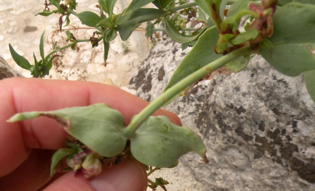 Dai Sassi di Matera: Atocion armeria?  No,  Centranthus ruber (Valerianaceae)