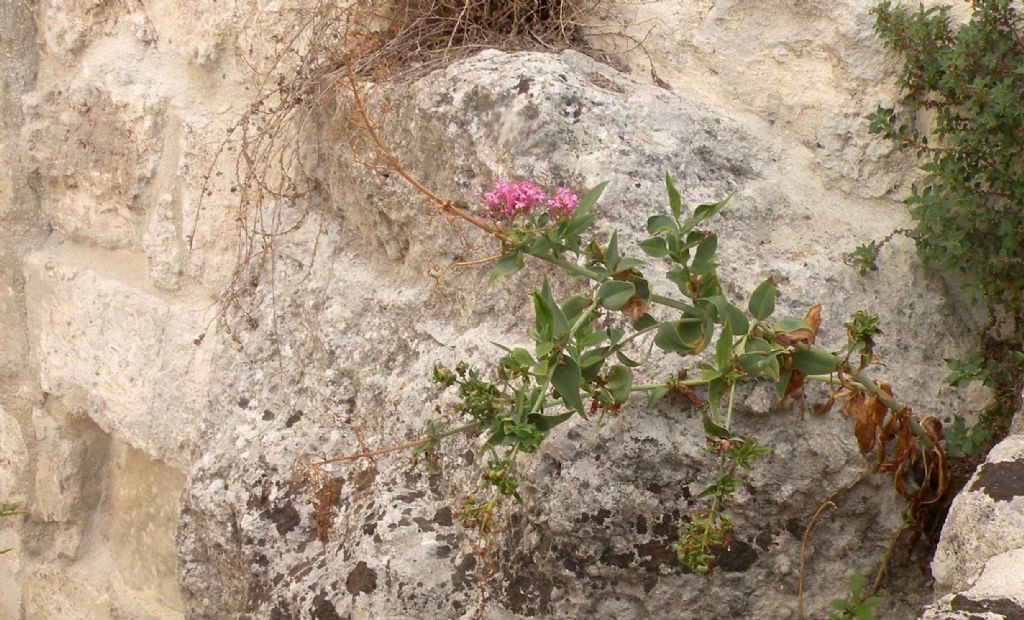 Dai Sassi di Matera: Atocion armeria?  No,  Centranthus ruber (Valerianaceae)
