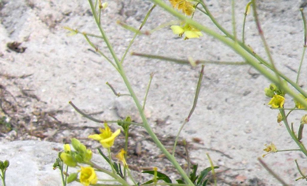 Brassicaceae:  un Sisymbrium?  No, Diplotaxis tenuifolia