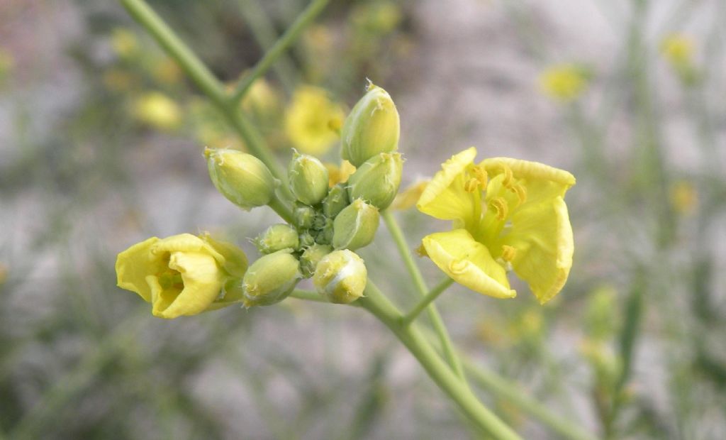 Brassicaceae:  un Sisymbrium?  No, Diplotaxis tenuifolia