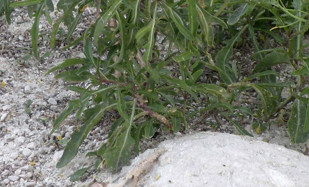 Brassicaceae:  un Sisymbrium?  No, Diplotaxis tenuifolia