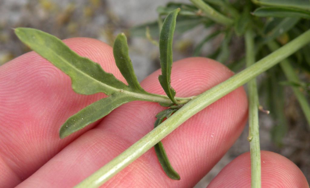 Brassicaceae:  un Sisymbrium?  No, Diplotaxis tenuifolia