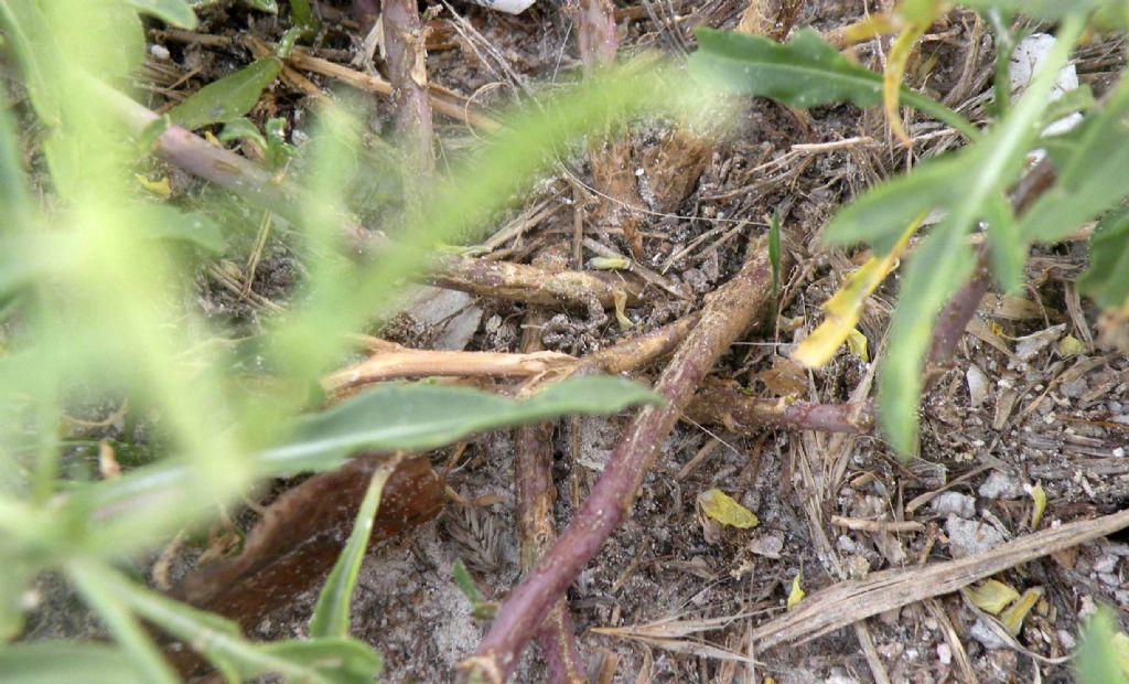 Brassicaceae:  un Sisymbrium?  No, Diplotaxis tenuifolia