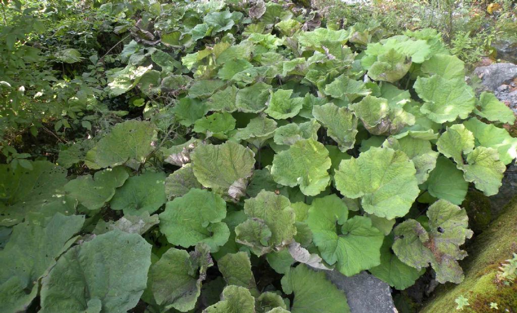 Foglie di Adenostyles australis?  No, di Petasites sp.