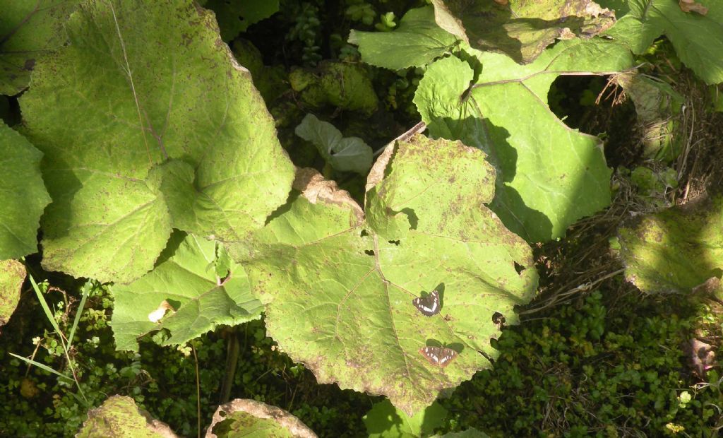 Foglie di Adenostyles australis?  No, di Petasites sp.