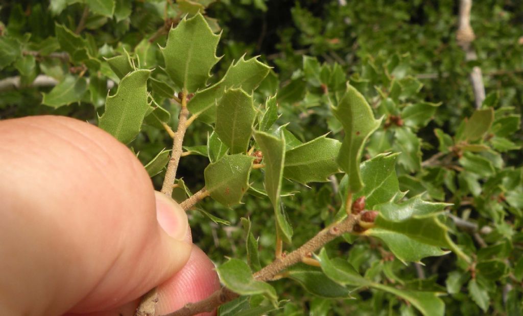 Difficile... Quercus calliprinos o rigida?