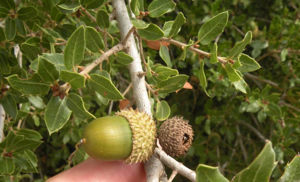 Difficile... Quercus calliprinos o rigida?