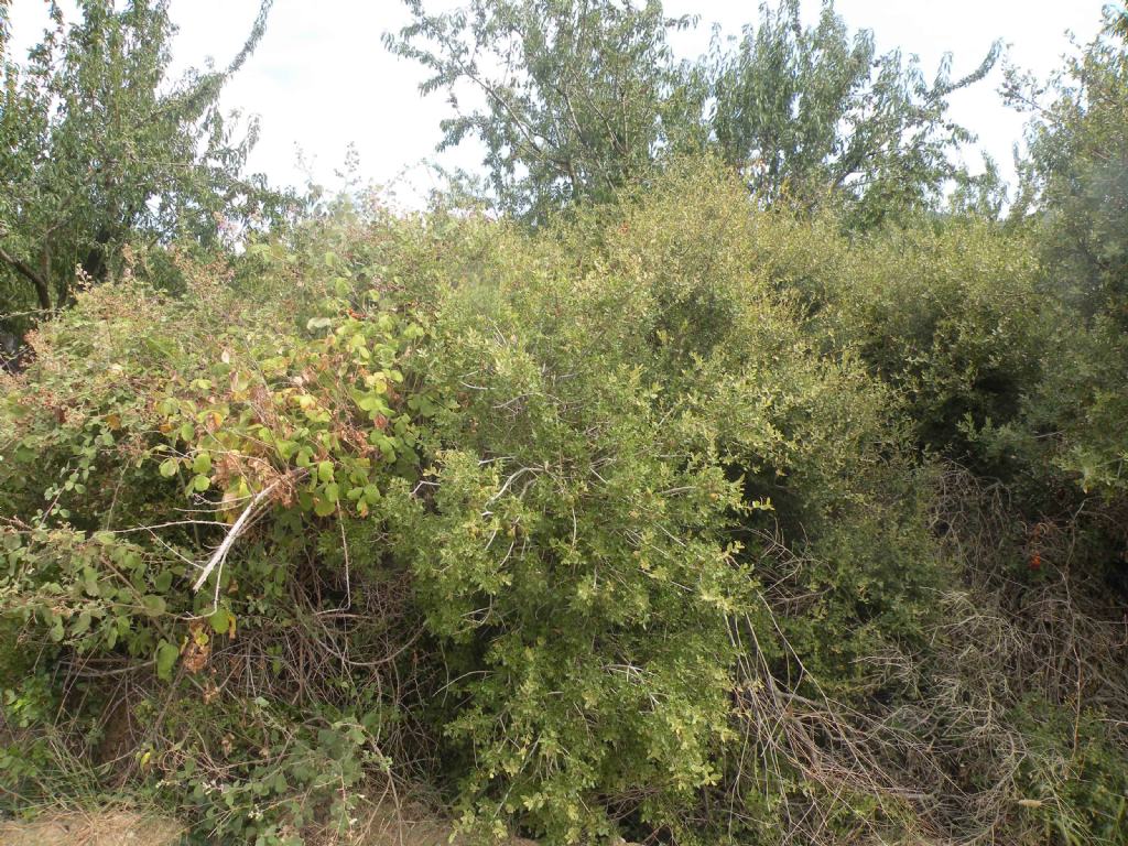 Difficile... Quercus calliprinos o rigida?