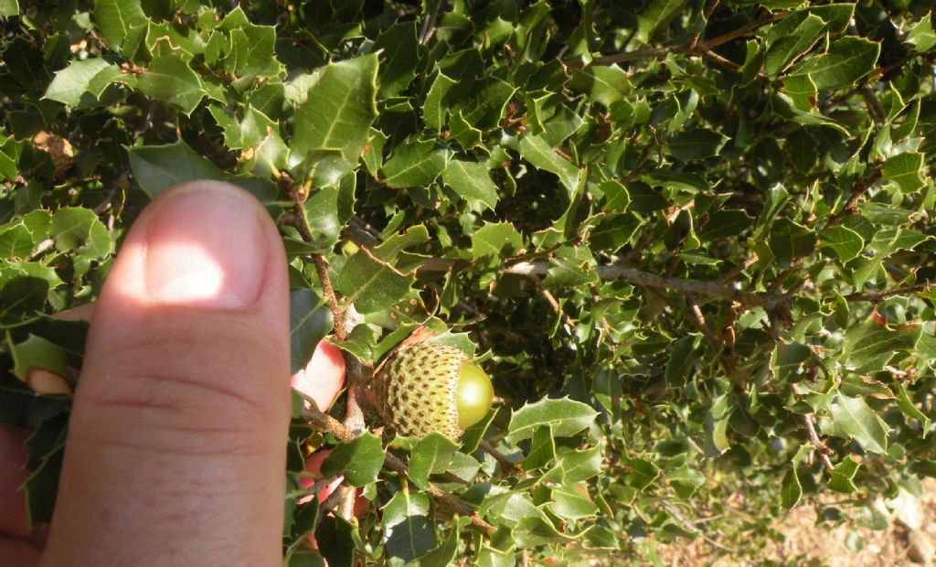 Difficile... Quercus calliprinos o rigida?