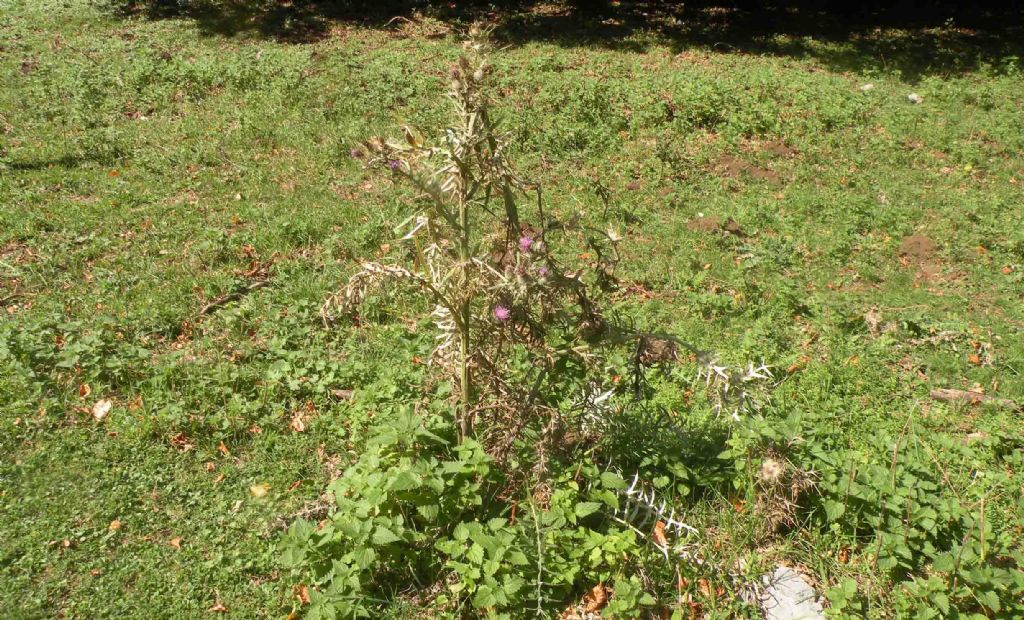 Cirsium tenoreanum?  S