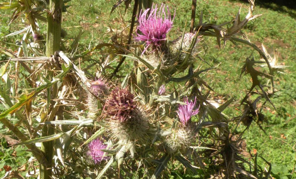 Cirsium tenoreanum?  S