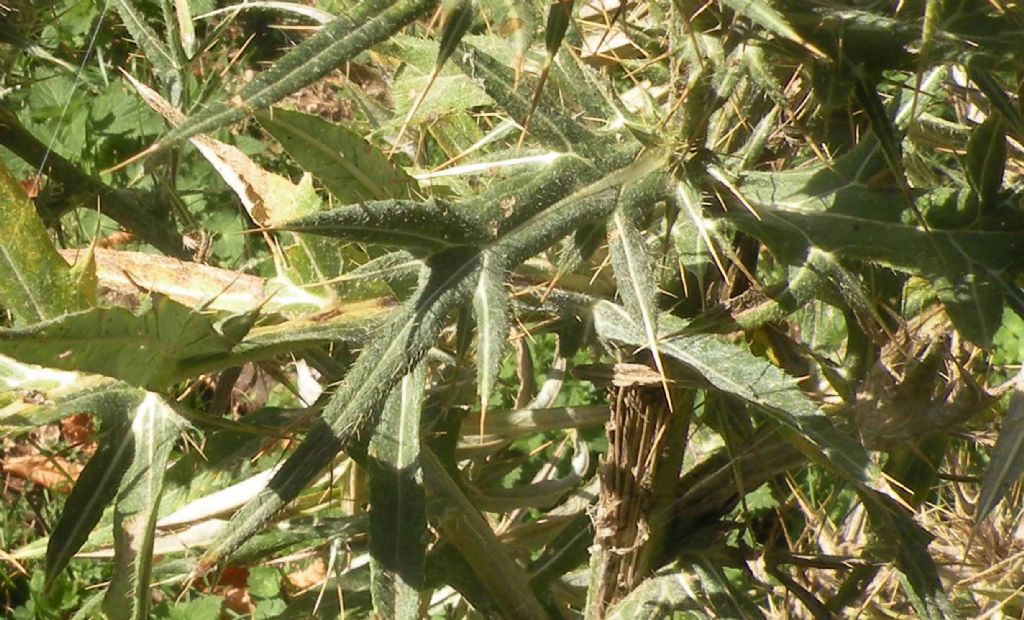 Cirsium tenoreanum?  S