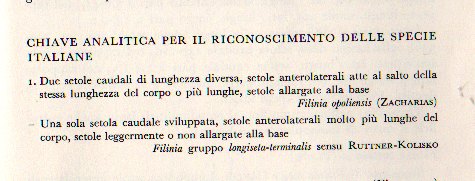 Filinia opoliensis...