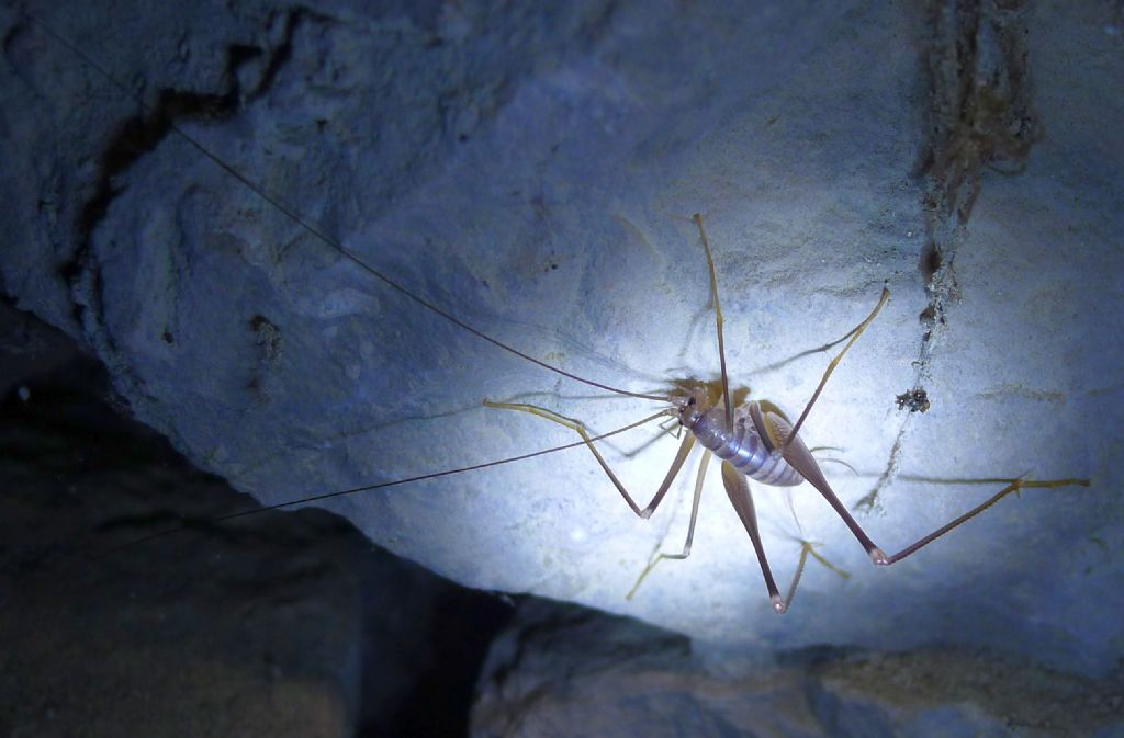 Da una grotta pugliese: Dolichopoda cfr. geniculata