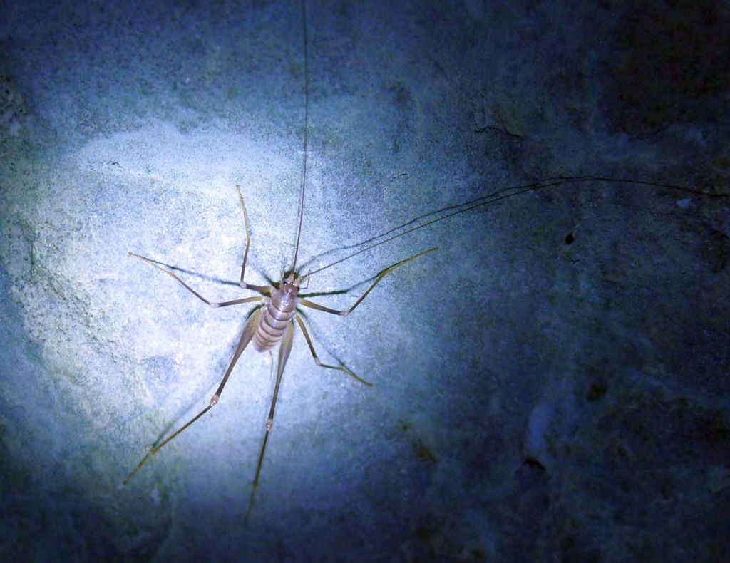 Da una grotta pugliese: Dolichopoda cfr. geniculata