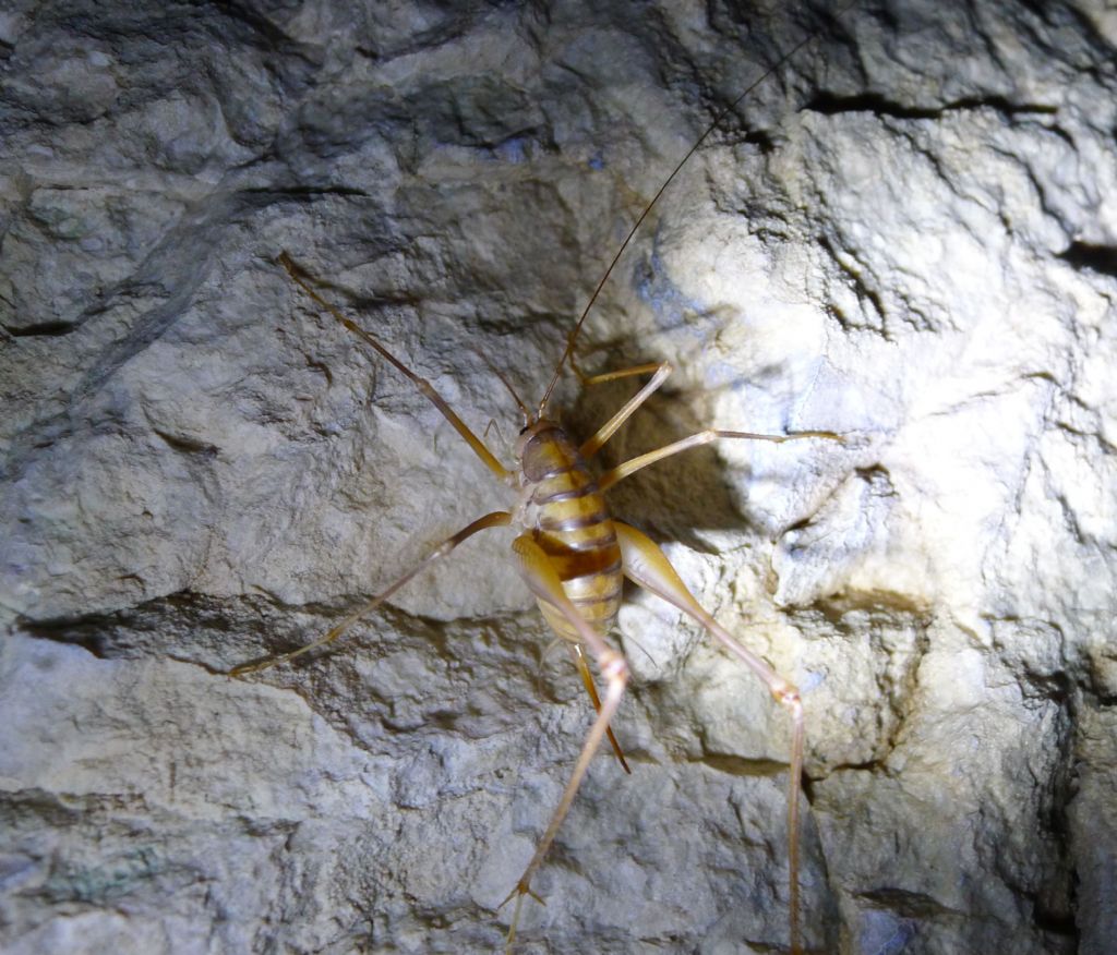 Da una grotta pugliese: Dolichopoda cfr. geniculata