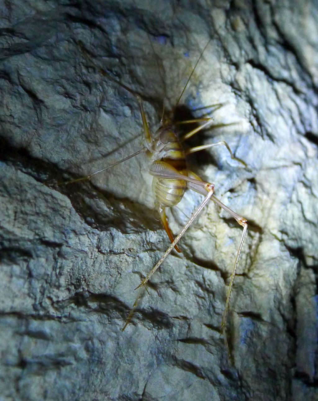 Da una grotta pugliese: Dolichopoda cfr. geniculata