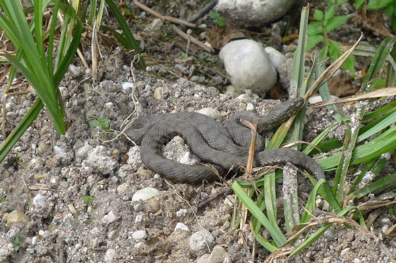 Natrix tassellata, Bosco Fontana MN