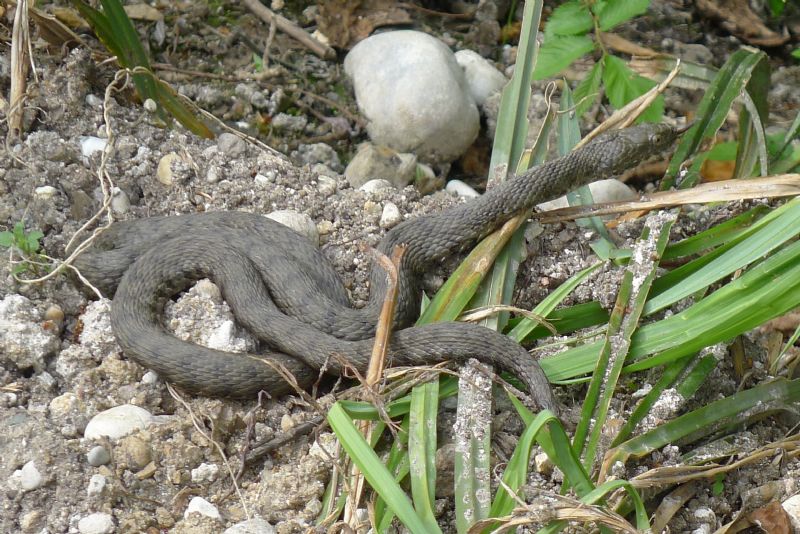 Natrix tassellata, Bosco Fontana MN